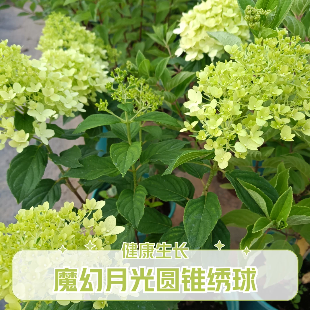 欧洲木绣球 2 加仑魔幻月光圆锥绣球