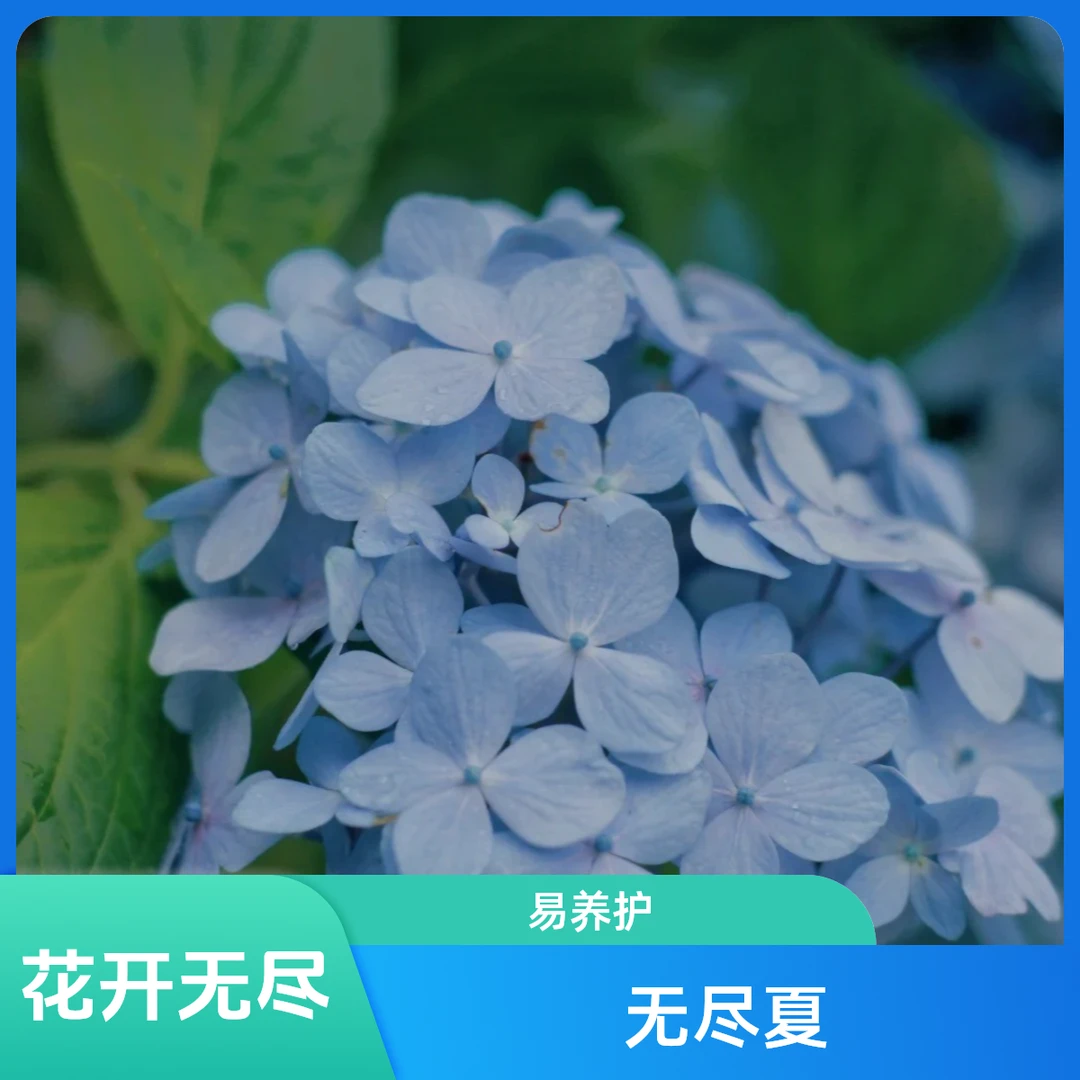 无尽夏绣球  （大冠幅）230盆云南露天绣球易养户