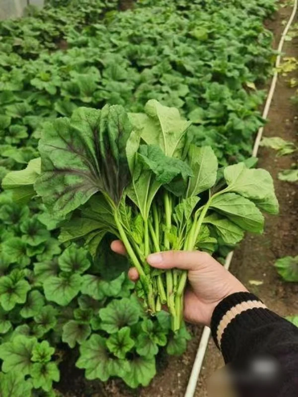 湖南益阳本地白菜苔.甜白菜.冬寒菜混搭链接