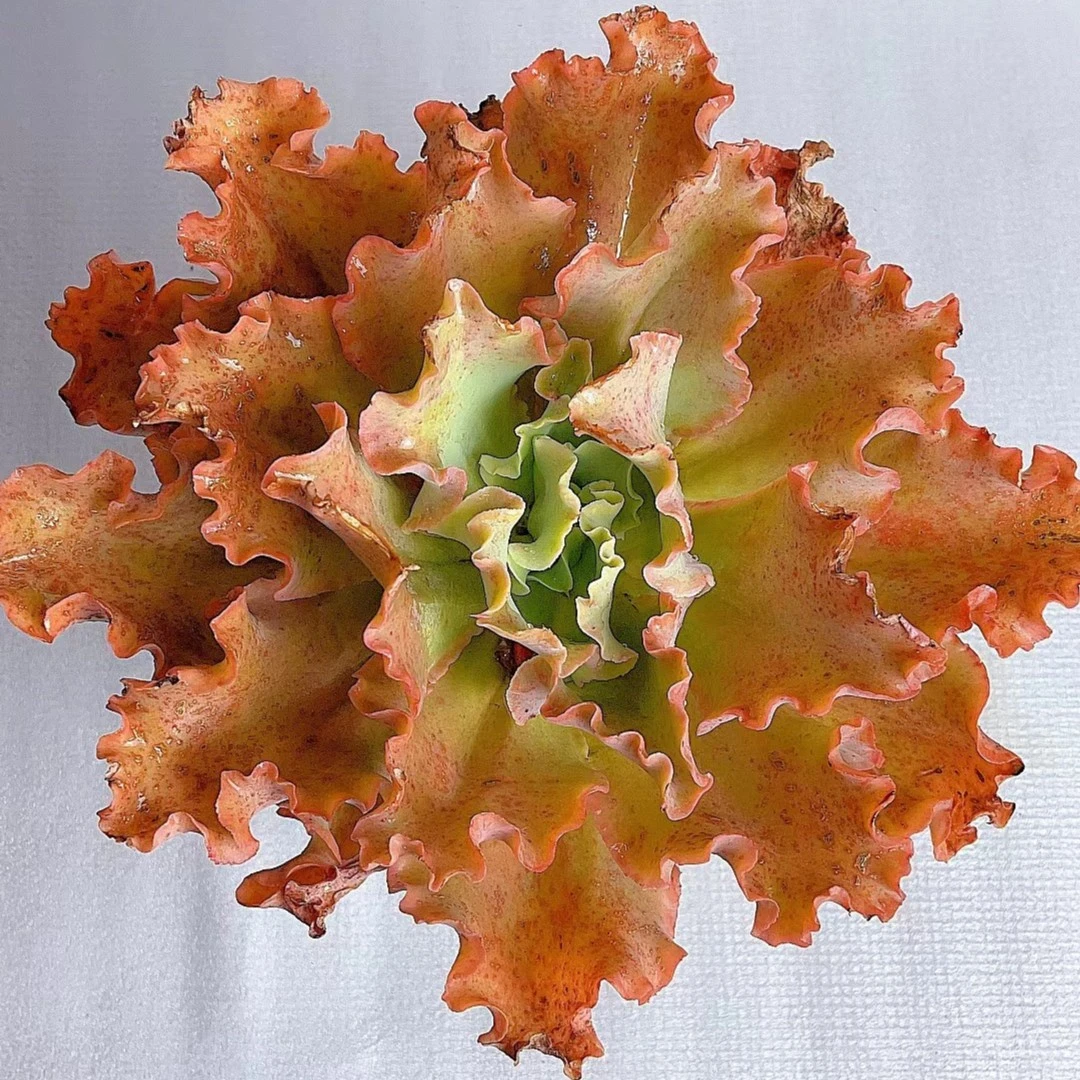 77多肉（地载老桩高莎之翁）多肉植物 养护裸根冬季夏季春季产地