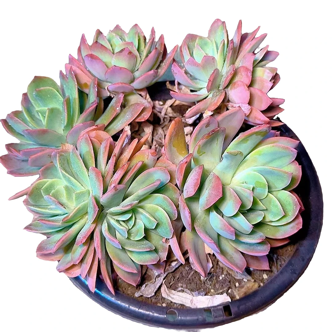 77多肉（绮罗仙子）直播展示 19包邮多肉植物产品