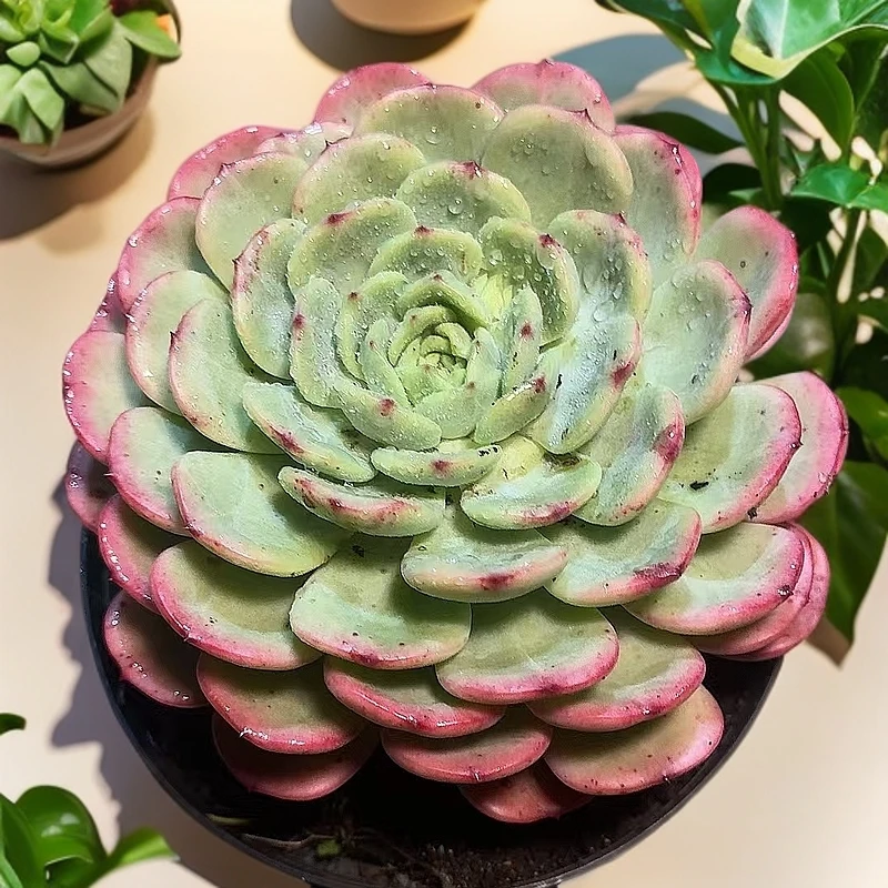 77多肉（三文鱼）直播展示