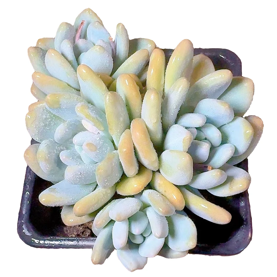 77多肉植物（香水）直播展示19.88包邮养护裸根黄色春季产地