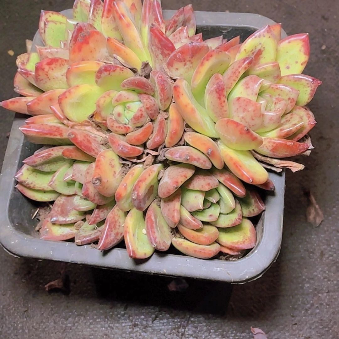 【闪购商品】圆**断33333333