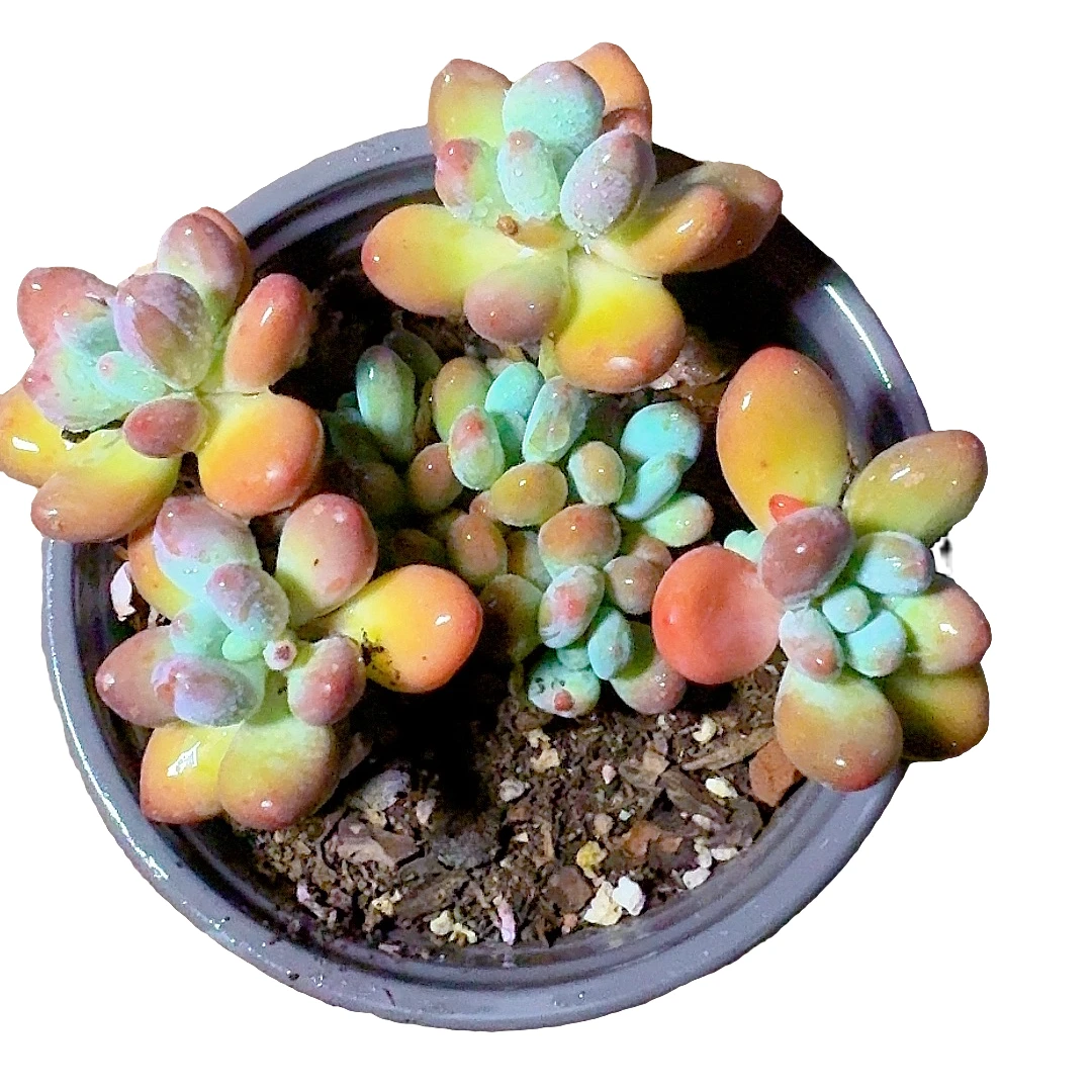 77多肉植物（苹果奶）直播展示护产地裸根产品