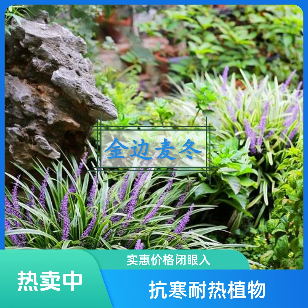 金边麦冬草盆栽苗耐寒耐热好养适合庭院绿化的观赏草