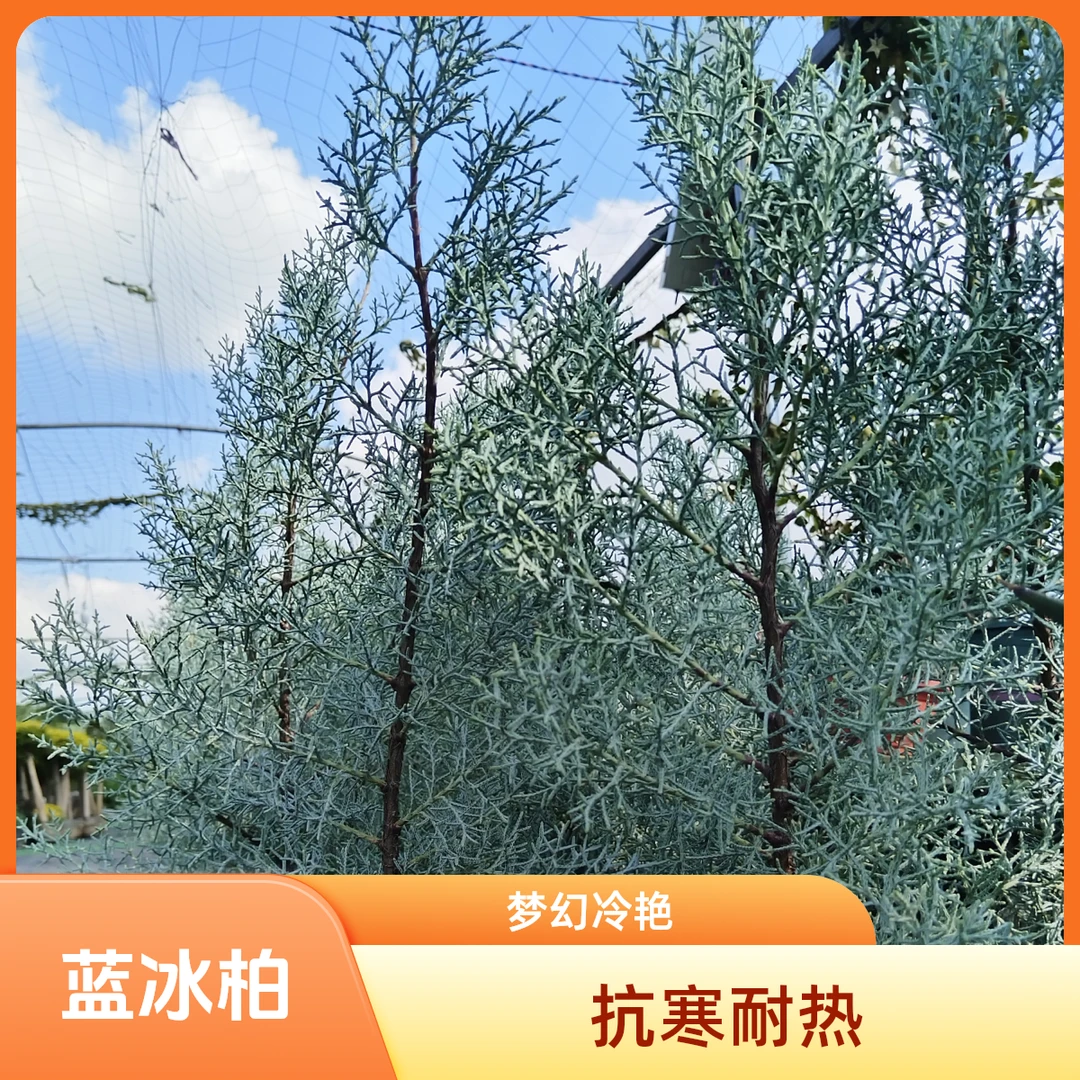 蓝冰柏耐热抗寒耐热植物梦幻冷艳.