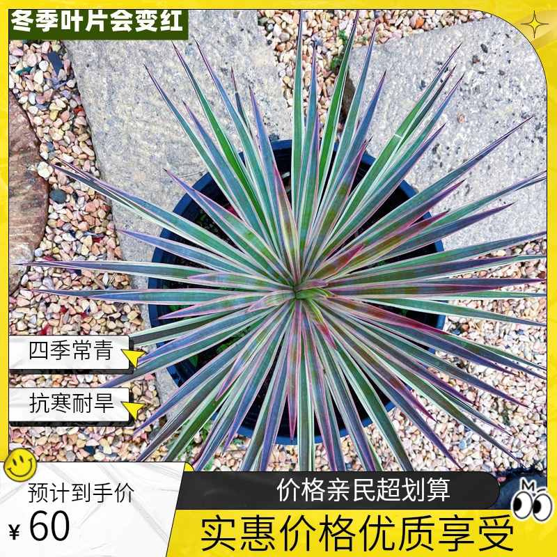 象牙丝兰抗寒耐热耐旱四季常青植物