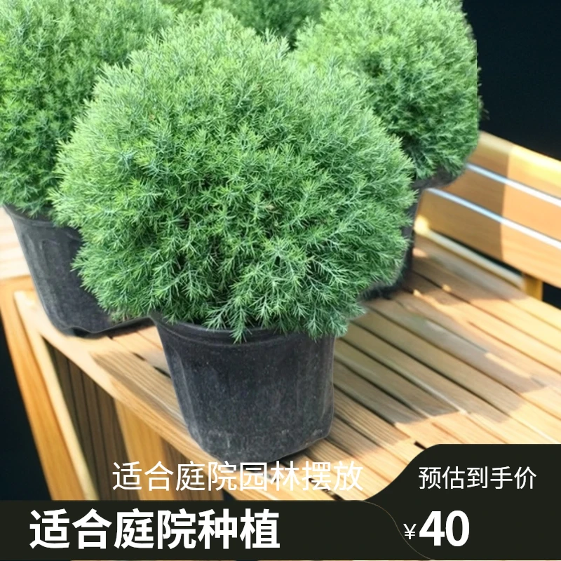 皮球柏抗寒耐热抗寒植物家里小可爱庭院小盆景植物耐寒耐旱