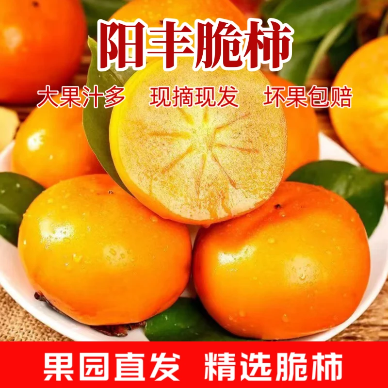 【正宗阳丰脆柿】现摘现发巧克力柿子应季新鲜自然成熟甜脆不涩