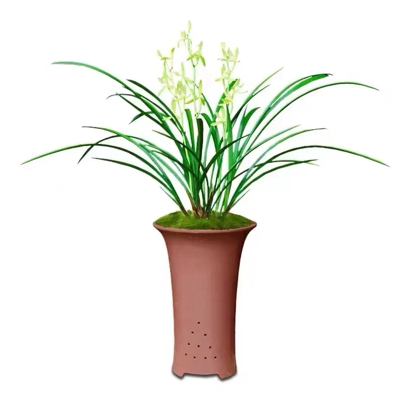 建兰浓香型好养易活易开花兰花苗花卉绿植盆栽