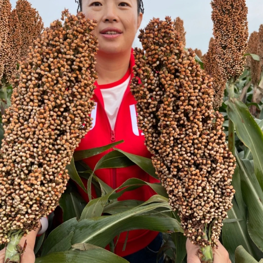 凤杂119高粱种子（120天成熟）