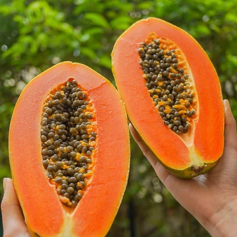 【时令】广西红心牛奶木瓜新鲜应当季孕妇水果青皮番木瓜树上熟冰糖