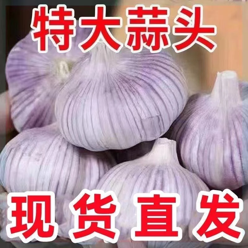 【时令】【新干蒜】大蒜头干大蒜大蒜蒜头白皮大蒜新大蒜干蒜头整箱包