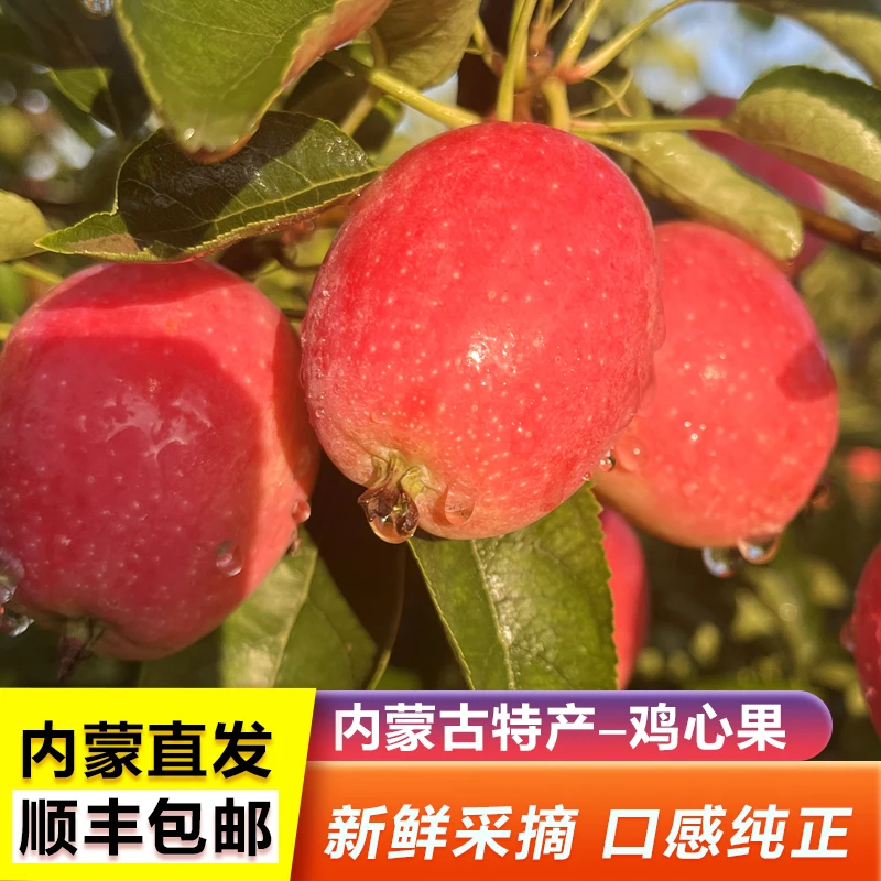 内蒙古通辽原产地正宗鸡心果园采摘直发脆甜爽口锦绣海棠水果包邮