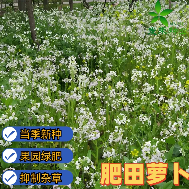 肥田萝卜种子破除土壤板结天然绿播种物耐寒耐酸果园生草改良土壤