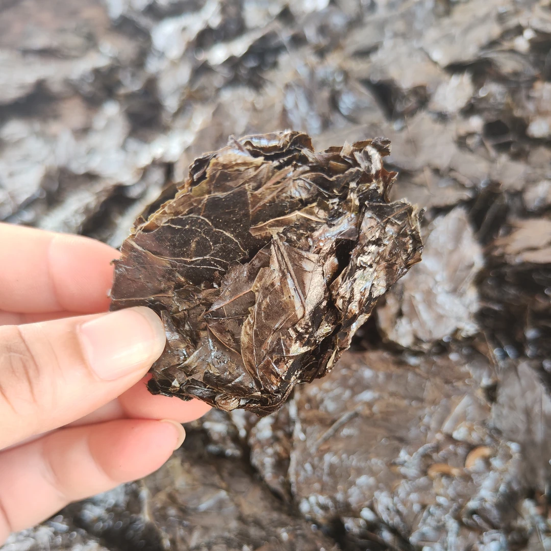 贵州山货 大叶苦丁茶 糖茶叶 深山毛冬青1斤包邮