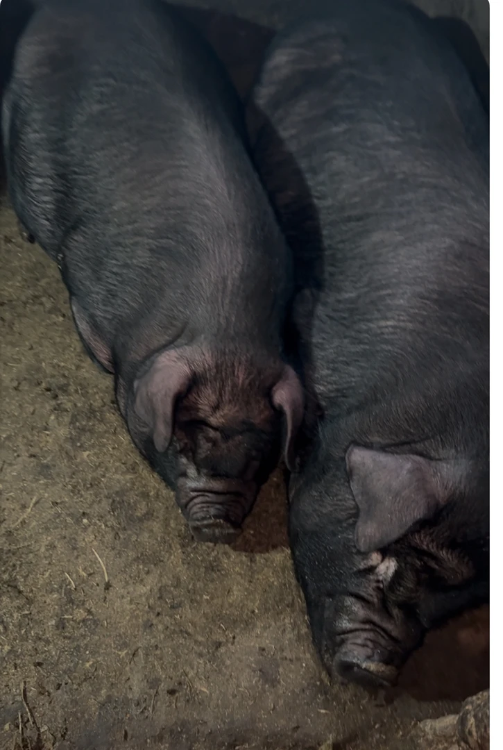 （海哥精选）前腿肉正宗农家散养熟食五谷喂养当天现杀黑毛猪精前肉