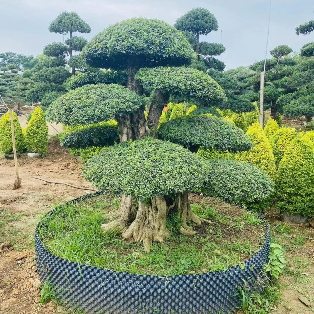 对接白蜡老桩地造型树实物以直播间为主适合庭院住宅别墅公司种植