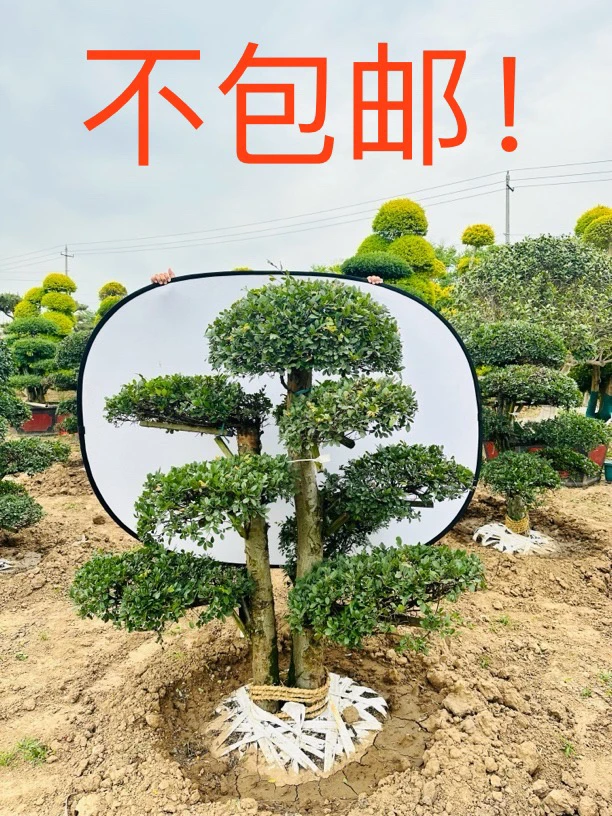 小叶金钱树耐寒耐旱庭院围墙盆栽耐寒性强南北方种植（不包邮）