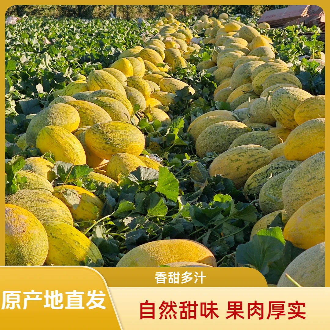 新疆很远哈密瓜很甜，香甜多汁，脆甜可口，口感细腻，原产地发货。
