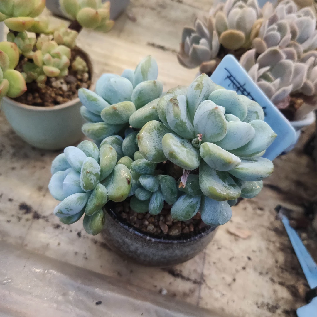 多肉植物一物一拍，不带盆