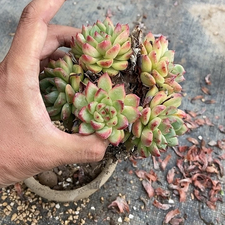 太*花多肉植物一物一拍
