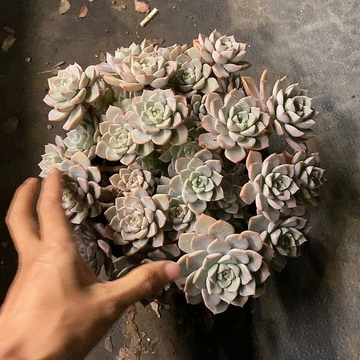 糖*呀多肉植物一物一拍