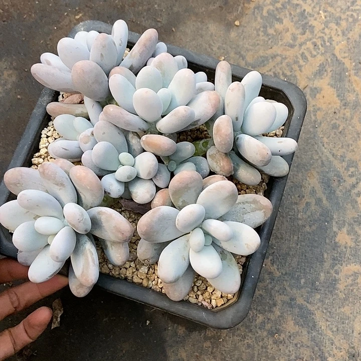 米*?多肉植物一物一拍