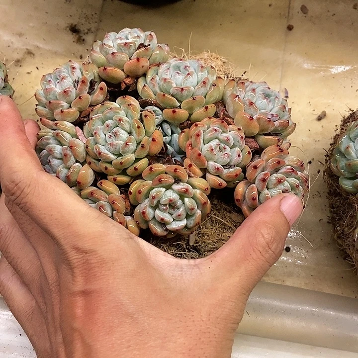 我***二多肉植物一物一拍