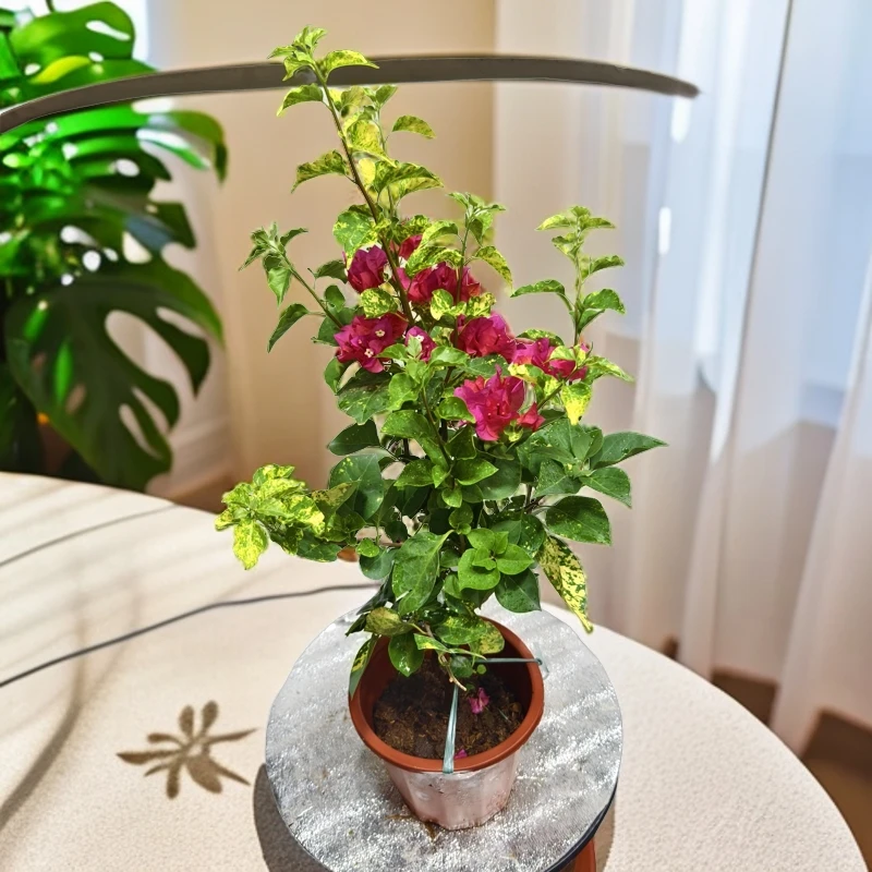 《金玉满堂》三角梅，勤花，花叶共赏，阳台绿植花卉