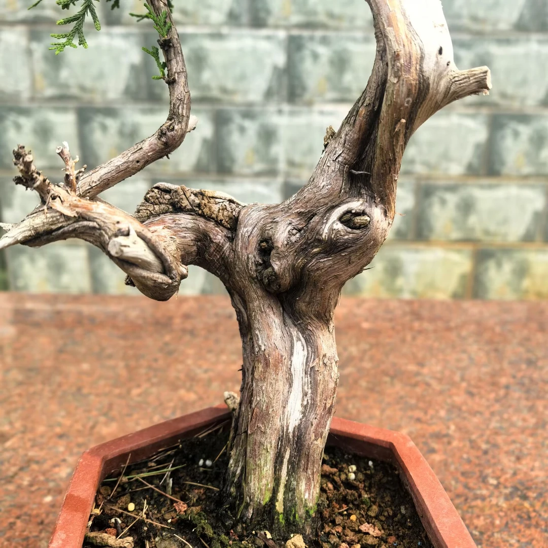红骨陈化高崖侧柏（杆粗4CM）