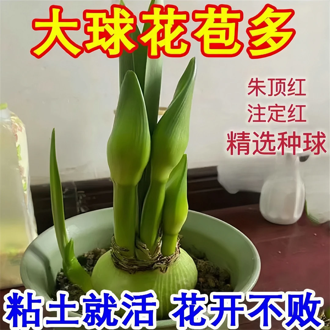 洋朱澳朱进口花卉重瓣大花盆栽植物客厅绿植朱顶红种球【常年开花】