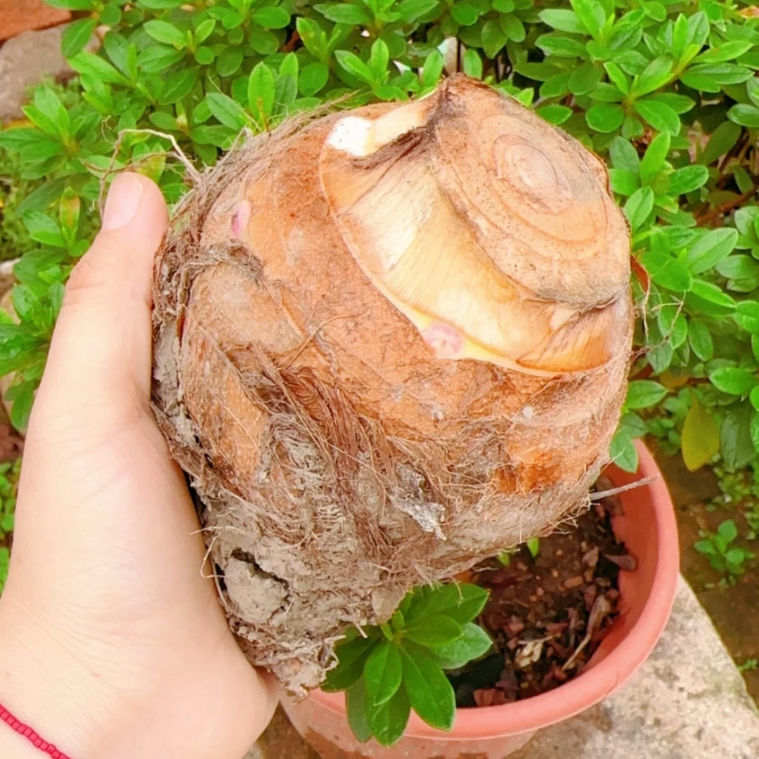 正宗江西红芽芋母当季先挖新鲜芋头滑嫩爽口芋艿（适合炒菜、煮不烂