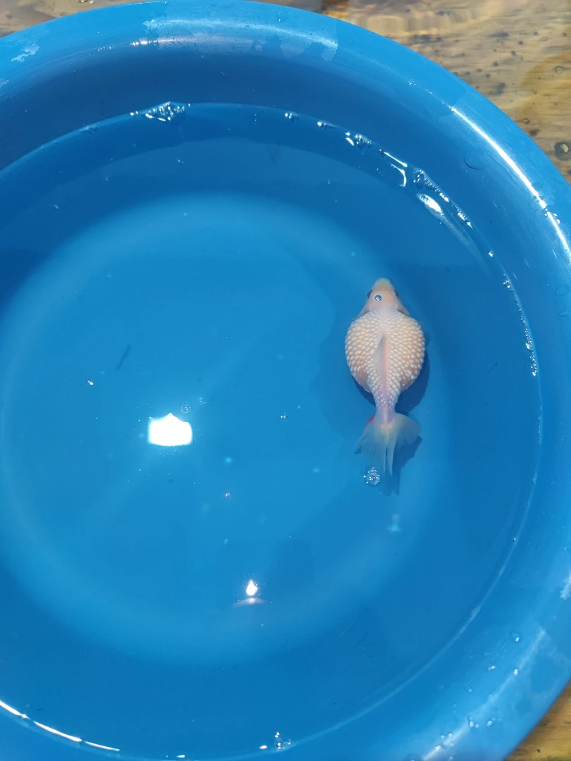 活体金鱼包装  邮费顺丰到付