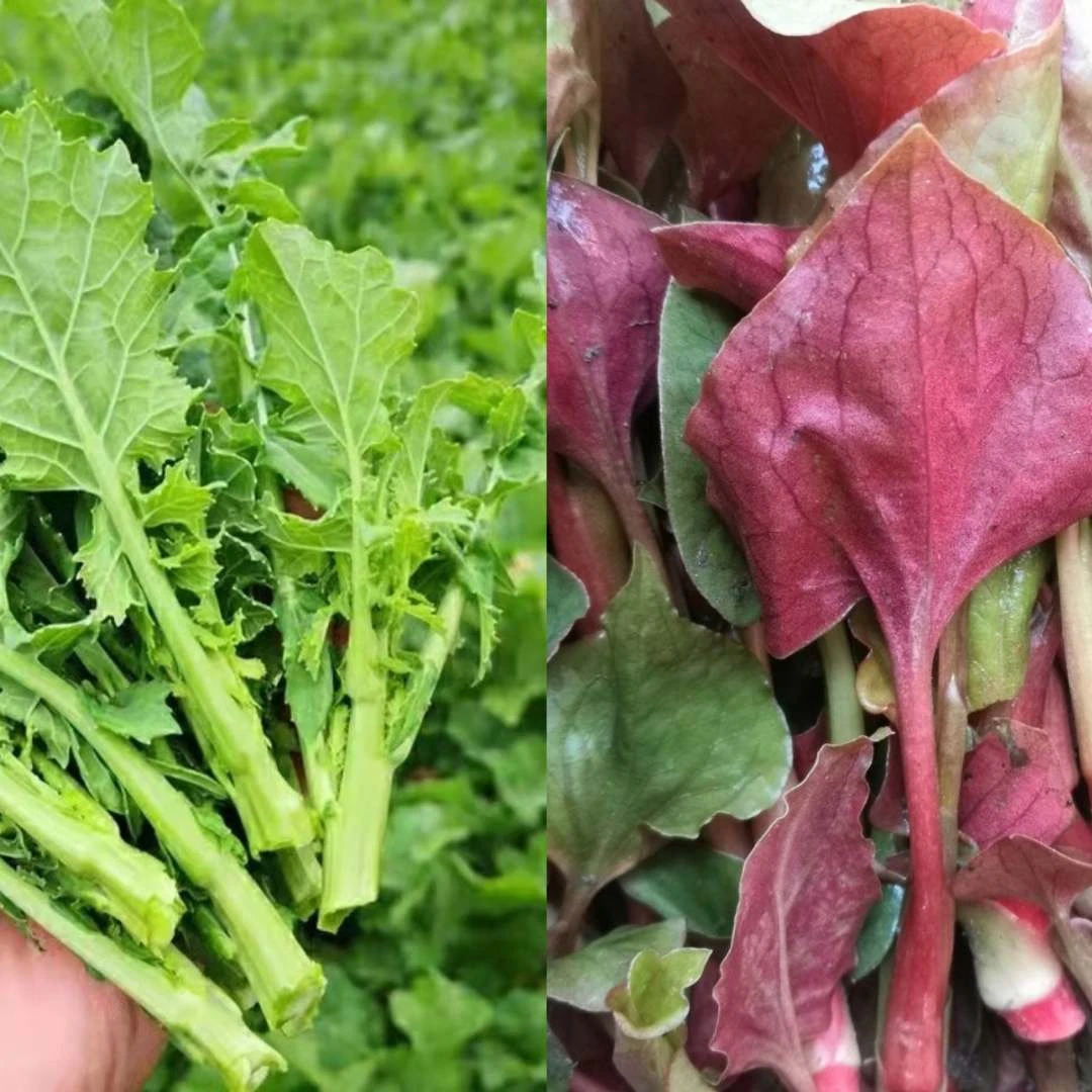 四川农家{霜打油菜尖+折耳根嫩叶}时令蔬菜拼装露天种植自然生态