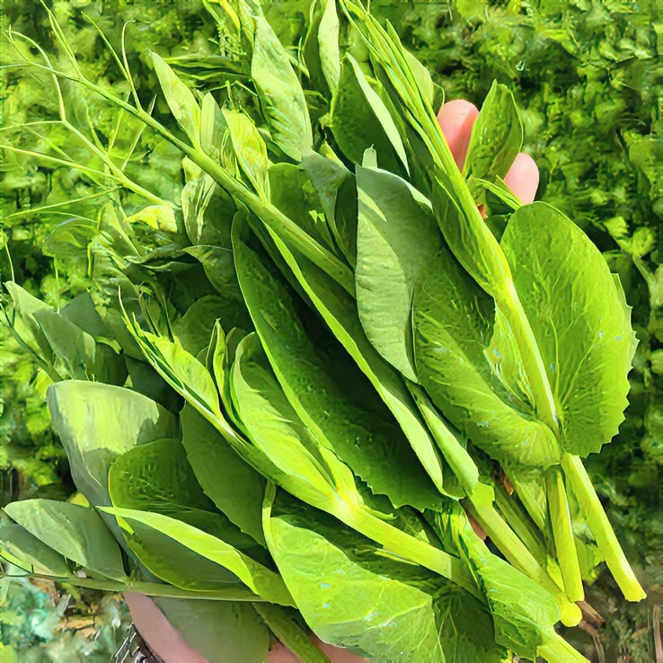 四川新鲜豌豆尖龙须菜农家种植自然生态鲜嫩清香烫火锅现摘发货