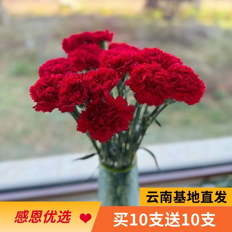 单头康乃馨大红色(1单包邮)云南鲜花直发水养花真花花束节日礼物