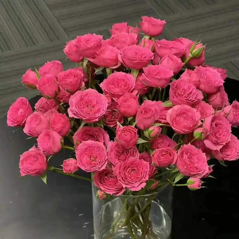 苏菲泡泡多头玫瑰鲜花云南基地直发家用水养花