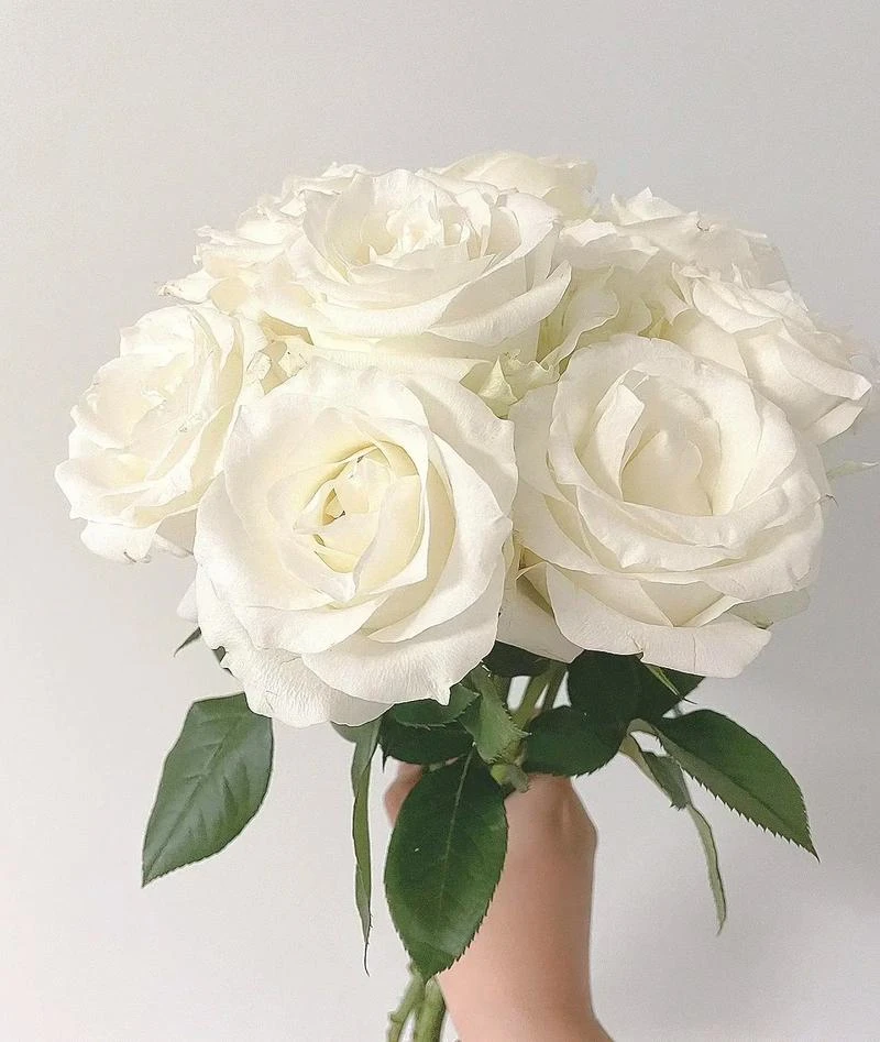 白玫瑰玫瑰鲜花云南直发昆明基地直批鲜切花水养插花速递同城