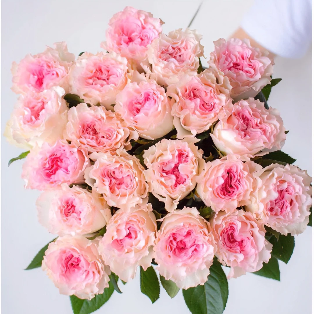 洛神玫瑰(1单包邮)云南昆明鲜花直发鲜切花水养插花花束速递同城