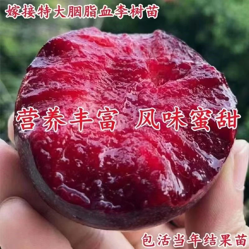 特大嫁接蜂糖李子树苗南方北方种植盆栽地栽新品种胭脂李当年结果