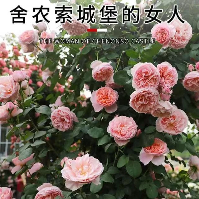 舍农索城堡的女人丰花绿植花卉玫瑰盆栽地栽爬藤