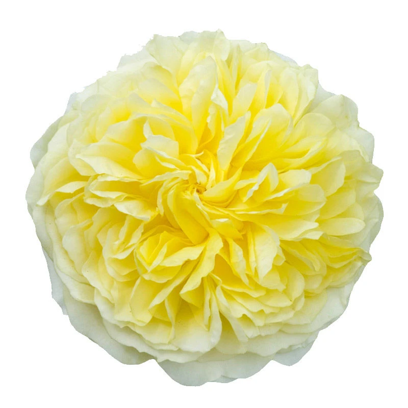 爬藤月季黄色，朝圣者天路