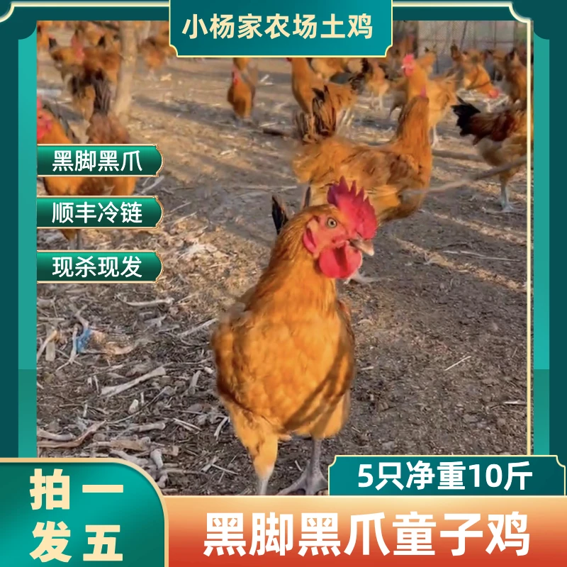 【林间】顺丰黑爪童子鸡散养 2斤/只 五只装（净重10斤左右）