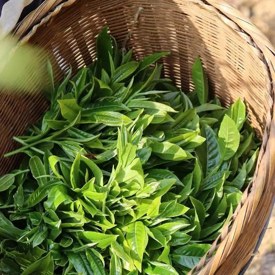 2019年 白龙稀 白茶 龙珠通用茶叶传统生茶花香茶道8g