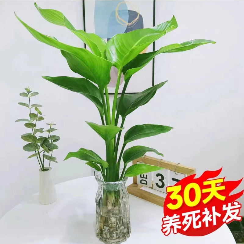 水培植物天堂鸟净化空气四季室内绿植易养活新手推荐ins网红植物