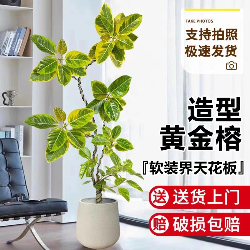黄金榕树造型好养室内大型绿植盆栽