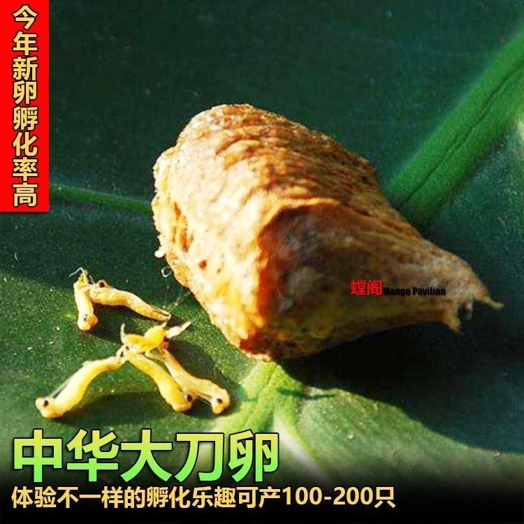 ..螳华大刀螳螂卵夹螳螂体籽螳螂蛋活可受孵化螂精卵桑螵蛸-