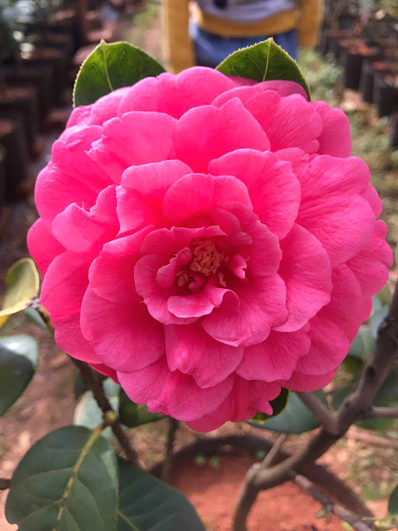 云茶恨天高嫁接山茶花盆栽福建龙岩基地鲜花发货窗台绿植红色花卉